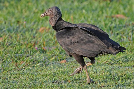 Einer der allgegenwärtigen Rabengeier drückt sich vorsichtig an uns vorbei.