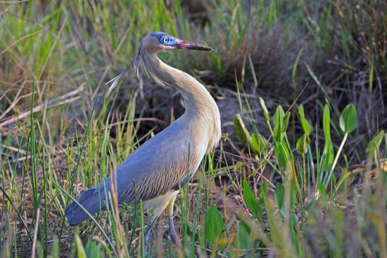 Auch der Pfeifreiher ist auf der Suche nach einem Leckerbissen.
