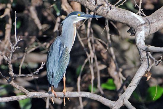 Der Blaureiher, der zur kleineren Reiherfraktion zählt, demonstriert Ästhtetik pur.