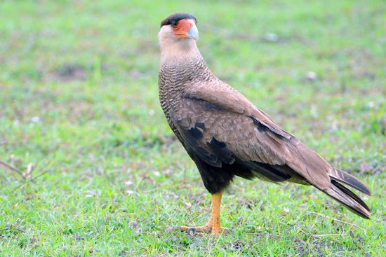 Der Schopfkarakara, als Allesfresser überall präsent, ist das im Pantanal, was bei uns die Rabenkrähe bedeutet.
