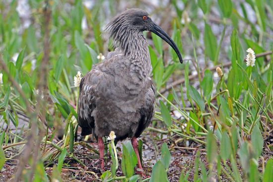 Eine Ibisart von der Schwergewichtsklasse ist der Stirnbandibis, absolut unverwechselbar.