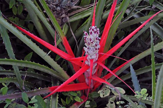 An mehreren Stellen im Galeriewald treffen wir auf wilde Ananas.