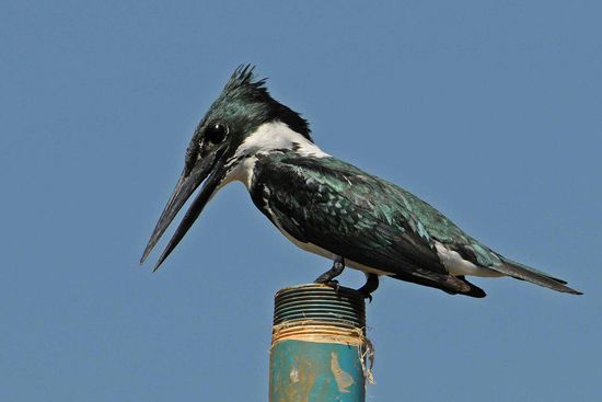 Der Grünfischer konzentriert sich auf einen kleinen Tümpel.
