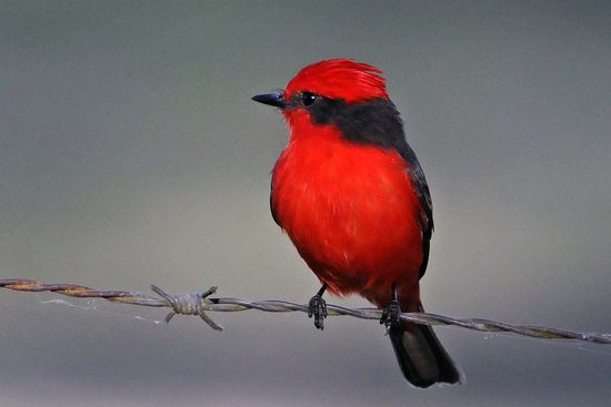 Den Rubintyrann lässt der Staub vorbeifahrender LKW völlig unbeeindruckt.
