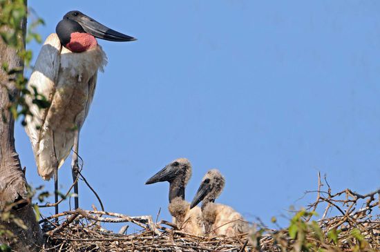 Auf einem kleinen, versteckt liegenden Parkplatz der Transpantaneira macht uns Traudi mit dieser  Jabirufamilie bekannt, die ihren Horst in sicherer Höhe erbaut hat.