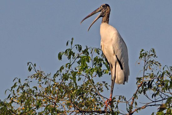 Dieser noch junge Waldstorch, nicht zu verwechseln mit dem Jabiru, übt sich in Sachen Kommunikation.
