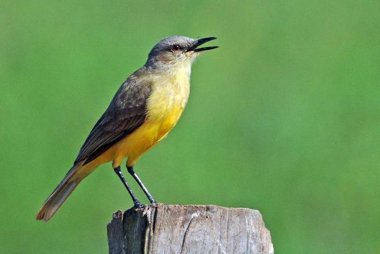 Mit flottem Gesang bringt dieser Burmeistertyrann seine Lebensfreude zum Ausdruck.