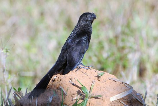 Der Glattschnabelani lässt sich auf einem Termitenhügel von der Morgensonne aufwärmen.