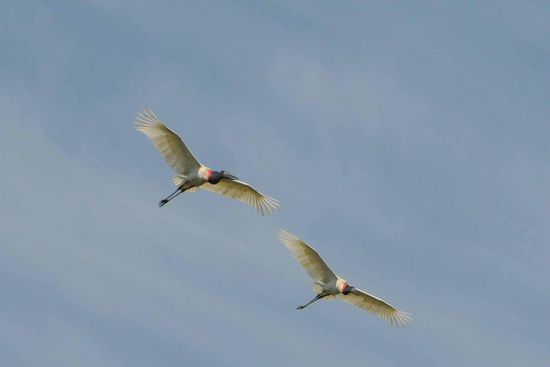 Lärmend fliegt ein Jabiru-Paar über uns hinweg.