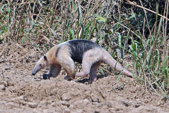 Ein echter Hingucker ist auch der Kleine Ameisenbär, der korrekt "Südlicher Tamadura" heißt. Er überquerte wenige Meter vor unserem Fahrzeug in aller Ruhe die Transpantaneira.