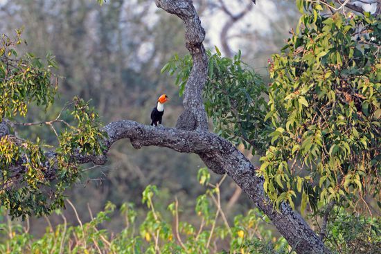 Auch der Riesentukan ist eine kleine Rarität. Das erste Exemplar sehen wir von der Transpantaneira aus, leider viel zu weit weg. Im nächsten Kapitel sind wir dann ganz dicht dran.