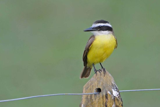 Der Schwefeltyrann zählt wohl zu den häufigsten Vögeln und damit zu den wenigen, die nicht gefährdet sind.
