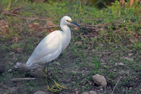 Der Schmuckreiher trägt zurecht seinen Namen.