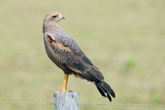 Nach Greifvogelart beäugt der Savannenbussard mit scharfem Blick sein Umfeld.