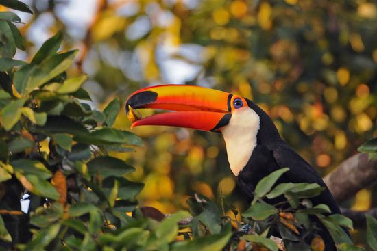 Auf einem der zahlreichen großen Bäume auf dem Hotelgelände sitzt frühmorgens ein Riesentukan, um sich an den Baumfrüchten gütlich zu tun.