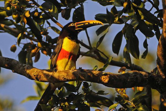 Auf dem "Tukan"-Baum kann auch noch ein attraktiver Braunohrarassari bewundert werden.