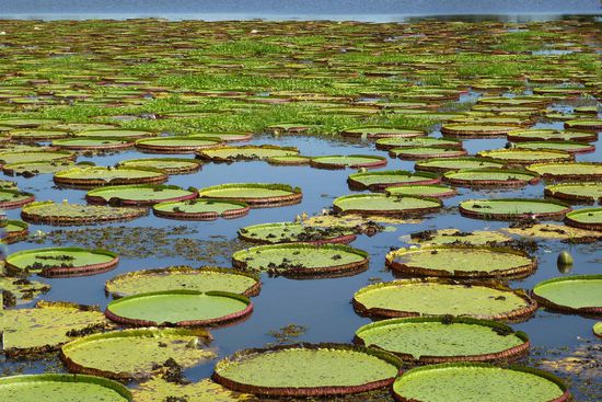 Am Rande der Hotelanlage gedeihen auf einem See wunderschöne Viktoria- seerosen, die man im Pantanal sonst nirgendwo bewundern kann.