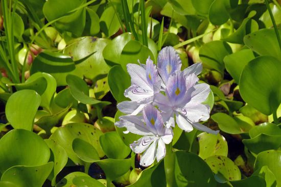 Die ebenfalls schön blühende Wasserhyazinthe, die eine bestandsbildende Pflanze an fast allen Fluss- und Seeufern ist.