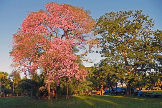 Ebenfalls auf dem Hotelgelände zu bewundern ist dieser attraktive Trompetenbaum, der im Pantanal häufig vorkommt.