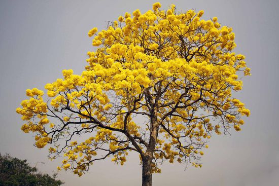 Den Trompetenbaum gibt es häufig auch in einer gelben "Ausführung".