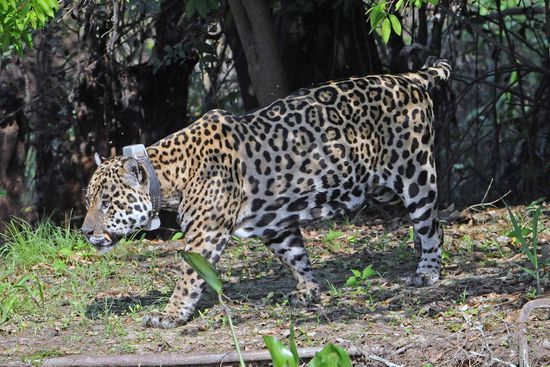 Der erste Jaguar unseres Lebens erfreut nicht nur unser Herz, sondern arbeitet auch noch für die Wissenschaft: Er trägt einen Sender um den Hals.