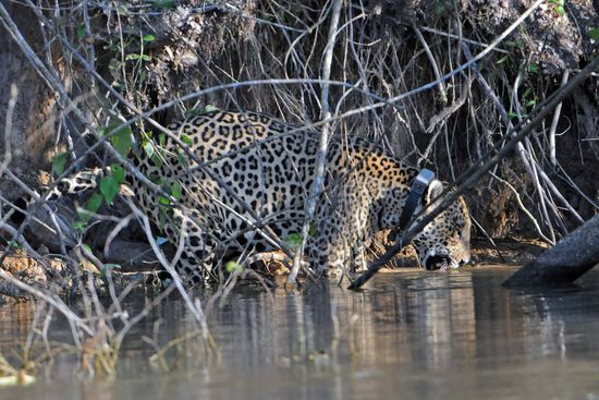 Langsam und bedächtig nähert sich die schöne Katze dem Wasser und beginnt ihren Durst zu löschen.