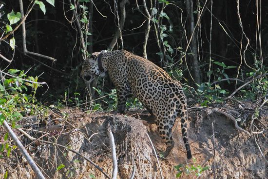 Anschließend klettert das Raubtier wieder die Böschung hoch und verschwindet im Wald. Obwohl der Jaguarauftritt höchstens drei Minuten dauerte, waren wir von dieser Begegnung sehr berührt. Natürlich hoffen wir, auch noch ein unbesendertes Tier zu erleben.