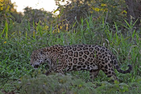 Auch der Jaguar Nr. 2 ist eine wunderschöne Katze, leider nur für wenige Sekunden zu sehen, ehe sie hinter einer Buschreihe verschwindet. Man kann die seltenen Räuber ohnehin nur beobchten, wenn die meist aus Büschen bestehende Uferbewachsung Lücken hat. Davon gibt es in unserem Sinne zu wenig.