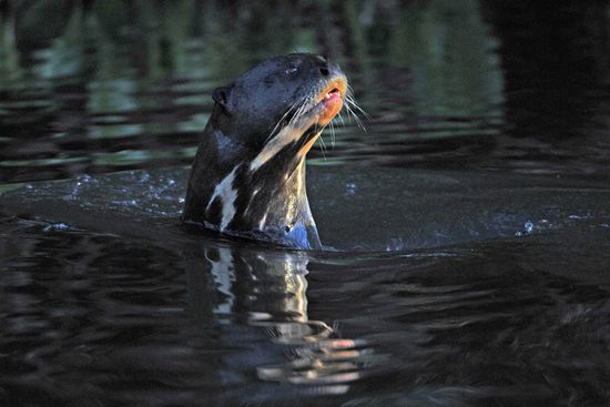 Riesenottern sind immer im Familienverband unterwegs und gemeinsam jagen sie auch ihre Beute, die ausschließlich aus Fischen besteht.
