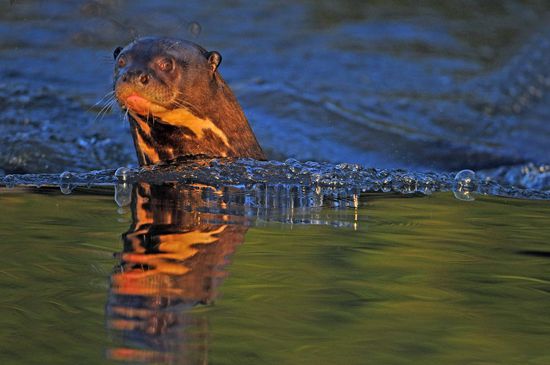 Die helle Fellzeichnung dieser tagaktiven Fischjäger an Hals und Brust ist  individuell und dient deshalb der Forschung zum Identifizieren der einzelnen Individuen.