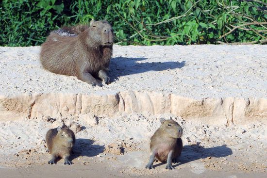 Auch Wasserschweine leben im Familienverband.