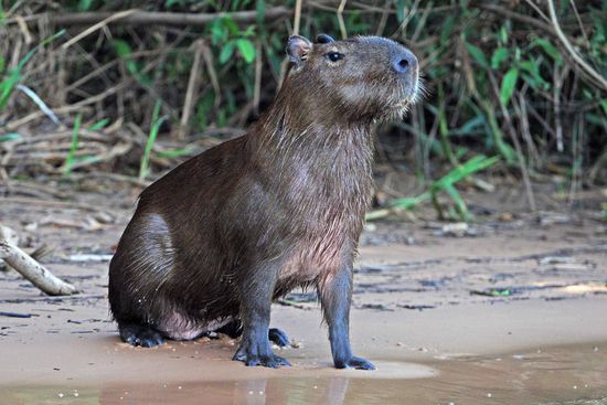 Ein erfahrenes Alttier hält Wache.