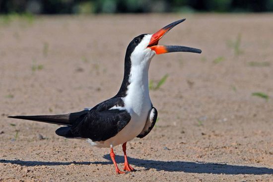Ein Schwarzmantel-Scherenschnabel riskiert eine große Lippe.