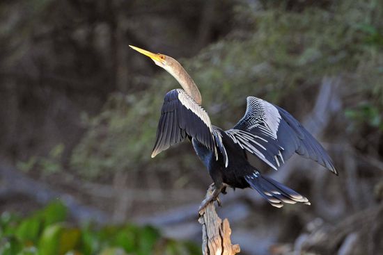 Der Schlangenhalsvogel muss nach jedem Fischzug sein Gefieder wieder trocknen, deshalb trifft man ihn häufig in dieser Stellung an.