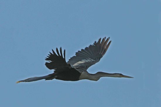 Einen fliegender Schlangenhalsvogel empfinde ich als Ästhetik pur.