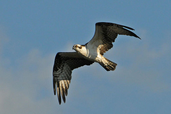 Ab und zu fliegt ein Fischadler vorbei.