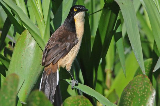 Bei so viel Fressfeinden muss auch die Rohrspottdrossel ständig auf der Hut sein.