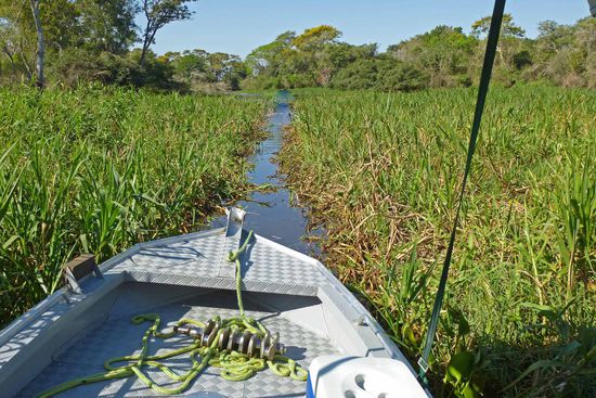 In dieser abgelegenen Wasserlandschaft werden wir von dem "Jaguaralarm" überrascht.
