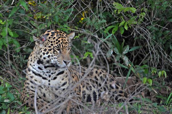 Groß ist die Freude auch über den Jaguar Nr. 3, der am rechten Ohr eine kleine Verletzung hat, die wir nur bemerken, weil er mehrere Minuten liegen bleibt und vor sich hinzudösen scheint.
