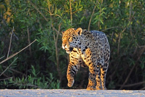 Jaguar Nr. 5, der absolute Star,  betritt die Sandbank, den Jaguar Nr. 4 haben wir ausgelassen.