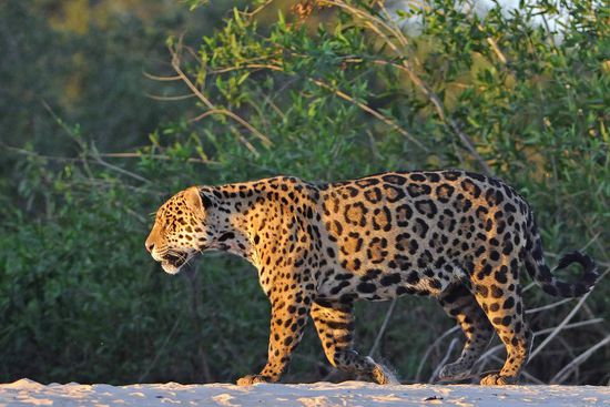 Gemächlich geht die schönste Raubkatze des Pantanal die Sandbank entlang.