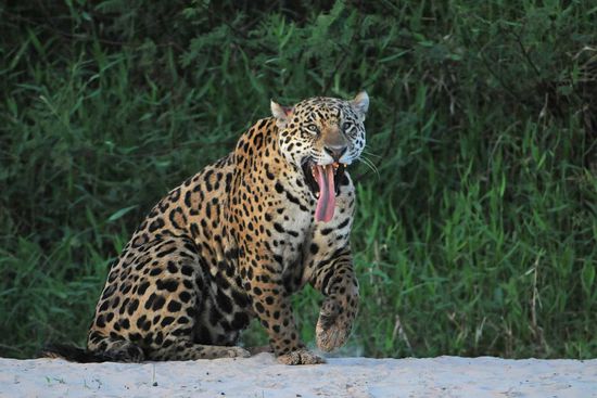 Am Ende der Sandbank dreht die Katze um, geht ein Stück zurück, setzt sich  und hängt schließlich die Zunge raus. Schöner geht es wohl nicht mehr.