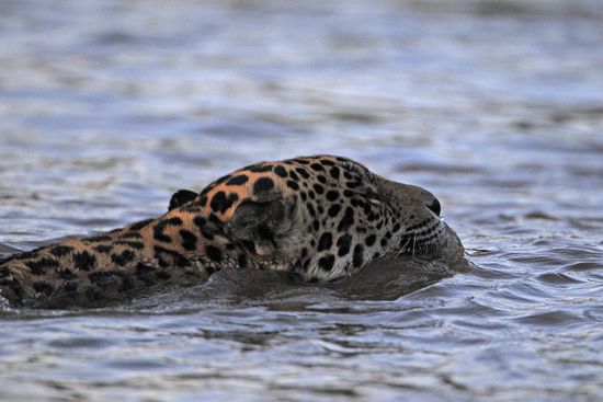 Zügig schwimmt unser Jaguar Nr. 5 im allerletzten Sonnenlicht durch den Fluss.