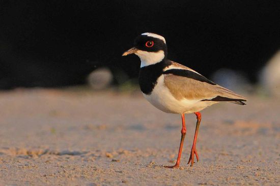 Der hübsche Cayennekiebitz gehört zu der Fraktion der Regenpfeifer.