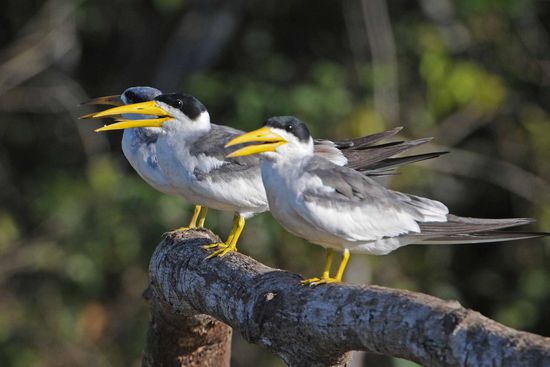 Die Großschnabel-Seeschwalben sind sehr elegante Flieger und haben immer was zu plappern.