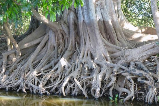 Vorbei geht die Fahrt an gewaltigen Baumriesen.