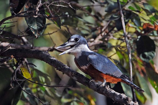 Dieser Grünfischer verschlang soeben einen dicken Fisch.