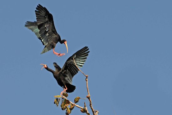 Das Mohrenibis-Paar trägt in aller Öffentlichkeit einen Ehestreit aus.