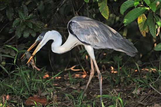 Der Cocoireiher versucht längere Zeit, seine Beute unter Kontrolle zu be- kommen.