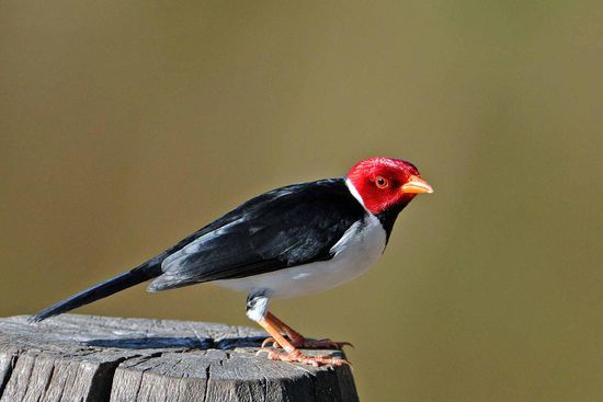 Der Mantelkardinal scheint uns zu misstrauen.